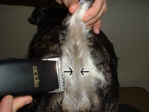 Picture of clipping bum area