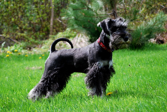 Picture of Kash